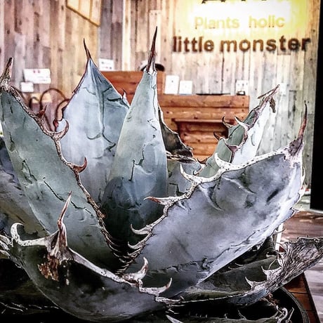 agave     titanota   whiteice