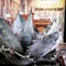 agave     titanota   whiteice