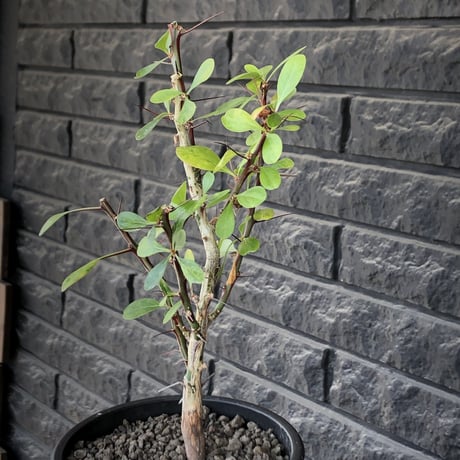 fouquieria  fasciculata《M size》驚愕‼︎激希少種※現地球発根後店主国内管理5年株※株元華奢ですが流通極少な渾身の一株※mad black pot植え