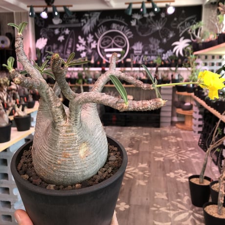 packypodium  gracilius《Ｌsize》※店主管理4年株‼︎※現地球発根済み株‼︎※タレ耳枝が可愛すぎるでっぷりbalance良きグラキ‼︎※mad black pot植え