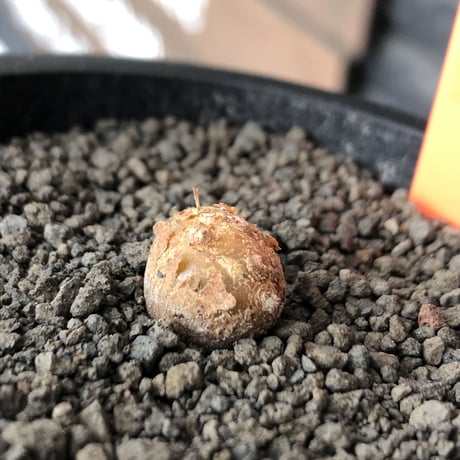 othonna  cacalioides《S size》激希少‼︎現地球株※発根後店主国内管理2年株※実生株の流通の中、小振りでも大変レアものな一株※mad black pot植え