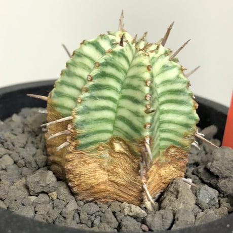 euphorbia  meloformis 錦《M size 》※現地球株発根済※小振り過ぎない良きサイズ感の綺麗な一株※mad black pot植え