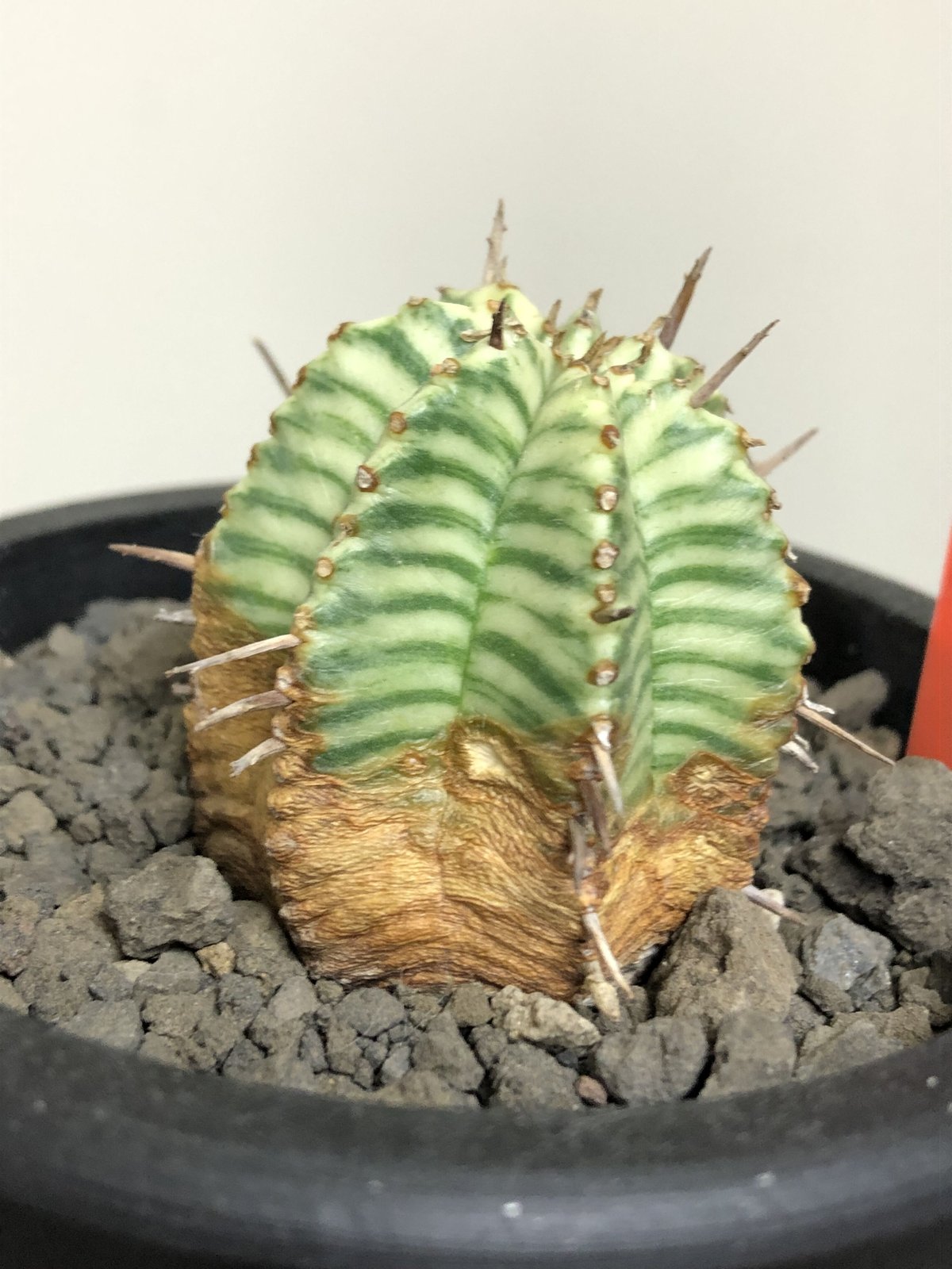 euphorbia meloformis 錦《M size 》※現地球株発根済※小振り過ぎな