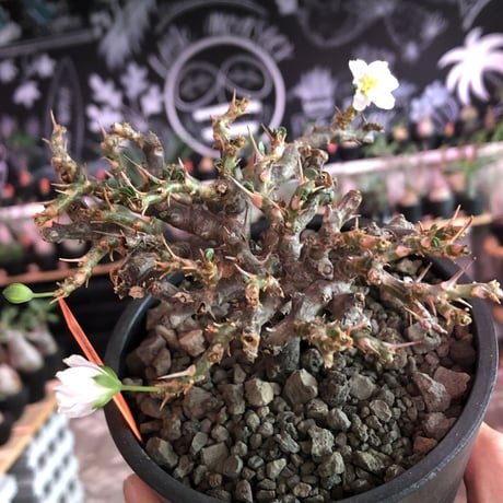 sarcocaulon  vanderietiae《L size》※現地球発根済株※サルコカウロン種‼︎夏型※店主国内管理4年株‼︎※wild枝振り良樹形※mad  black  pot植え