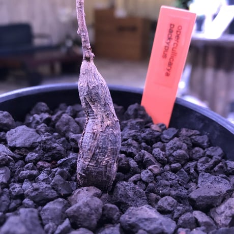 opercullicarya   packypus  littmon  seed🌱 《実生3年半株》※mad black pot入り