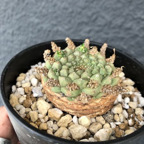 euphorbia     gorgonis《M size》