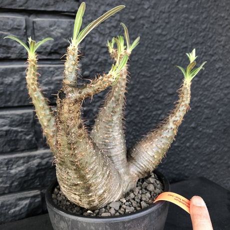 packypodium  gracilius《L size》希少4分頭株※現地球発根済株※店主国内管理3年株※極めて美しい肌質と最高樹形balance‼︎※mad black bowl pot植え