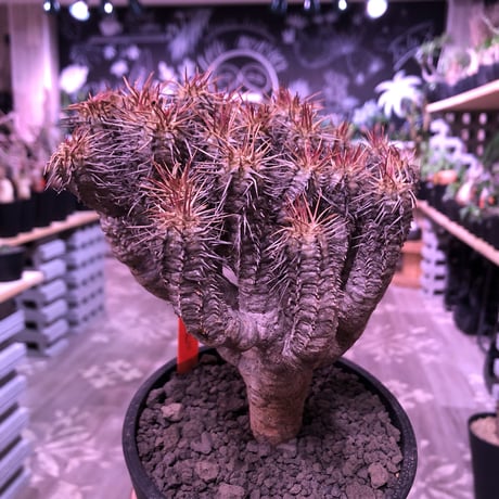 euphorbia    guillauminiana《L  size》※現地球発根済株※幹は太め枝数多きwildギラウミ‼︎balanceも良き美株‼︎※mad black pot植え