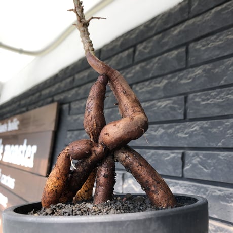 operculicarya pachypus littmon seed🌱 《11年株》幹太く‼︎ボコボコも強く男前な出立ちのパキプス※mad black bowl pot植え