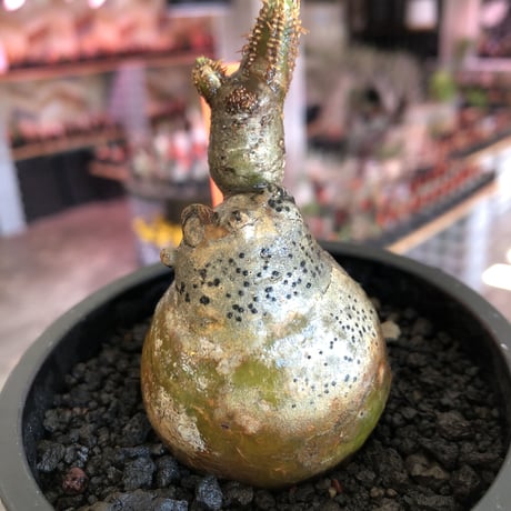 pachypodium gracilius《S size》一部green肌株※現地球発根後店主国内管理3年株※極短枝のコロコロまん丸樹形のかわいいグラキ※mad black pot植え
