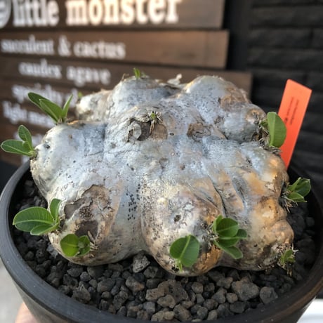 packypodium  brevicaule恵比寿笑い《大きめM size》※現地球発根済株※ボコボコ樹形‼︎肌カラーも綺麗な笑い‼︎今後流通少なくなります※mad black pot植え