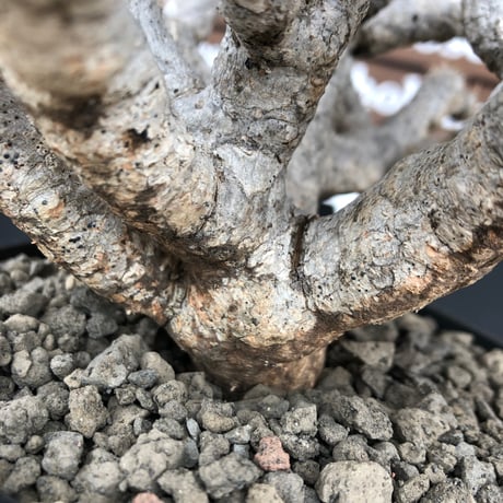 euphorbia  guillauminiana《LL size》※現地球発根済株※店主国内管理5年株※溶岩質土壌育ちの現地球株らしい表皮＆極低重心な枝振りヤバい一株※mad black pot植え