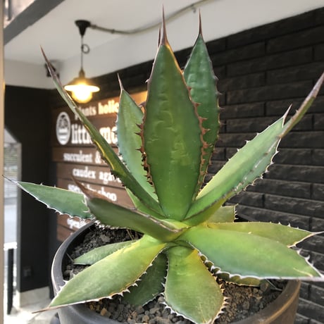 agave horrida《大きめL size》※現地球発根後店主国内管理3年株※締まり&樹形balance良き大きめホリダ※mad black bowl pot植え