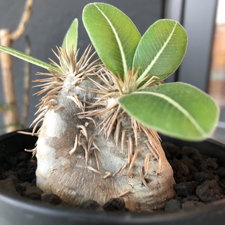 packypodium    roslatum var. eburneum（S size）現地球   発根済み株