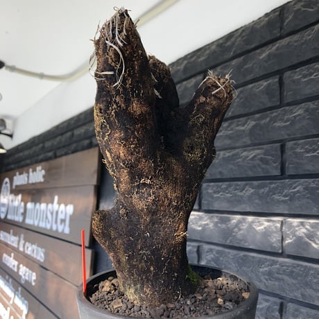 xerophyta trichophylla《S size》※現地球発根後店主国内管理2年株※驚愕強靭株※weightは低く良枝振りな一株※mad black pot植え