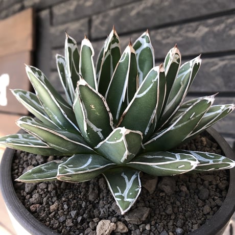 agave  笹の雪《小さめL size》※現地球発根後店主国内管理3年株※締まり&balanceも美しい良きサイズ感※mad black bowl pot植え