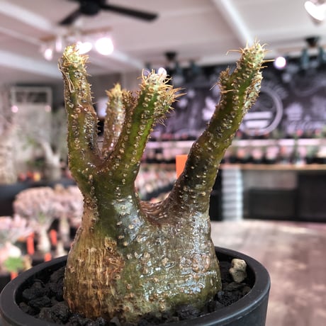 pachypodium  gracilius《小さめM size》※現地球発根済株※店主国内管理3年株※まるでフグの様な柄を持つ丁度良きサイズ感のグラキ※mad black pot植え