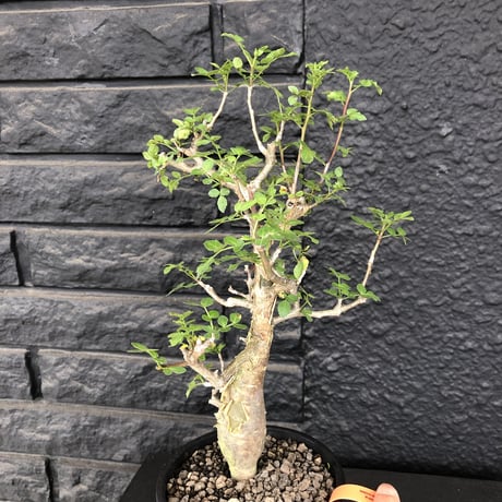 bursera  fagaroides《M size》※現地球発根済※店主管理3年株※成熟しメクれ上がった株元はパキポみたくぼってりしウェイト低い最高balance株※mad black pot植