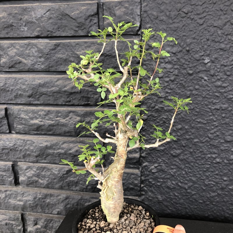 ダ*イ様 ブルセラ・ファガロイデス(現地球、発根済) ブルセラ ファガロイデス（挿し木・発根済み）とても立派な根を