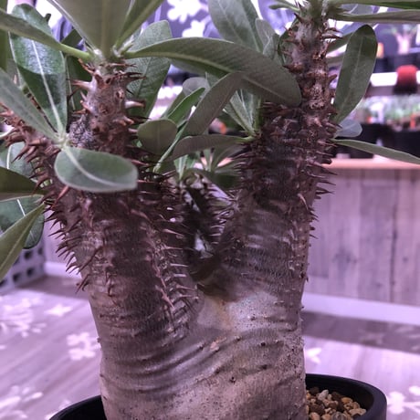 packypodium  horombense《M size》※発根済み株  枝ぶりもよく、大変wildな表皮が特徴