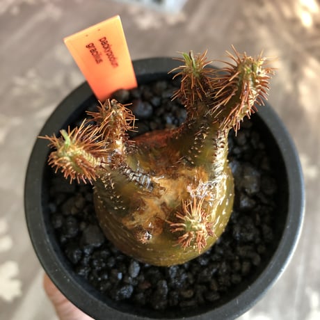 pachypodium gracilius《S size》激希少‼︎極green肌 &赤棘※現地球発根済株※店主国内管理2年株※極weight低き短枝ぼってり樹形※mad black pot植え
