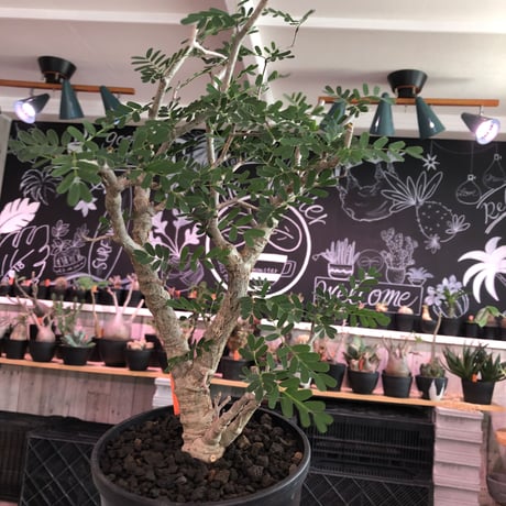 senna  meridionalis《 L  size》※現地球発根済株※店主国内管理3年株※極上の美しさと樹形バランスを持つセンナ‼︎幹幅も太く大変良株のためオススメ株‼︎※tall pot植え