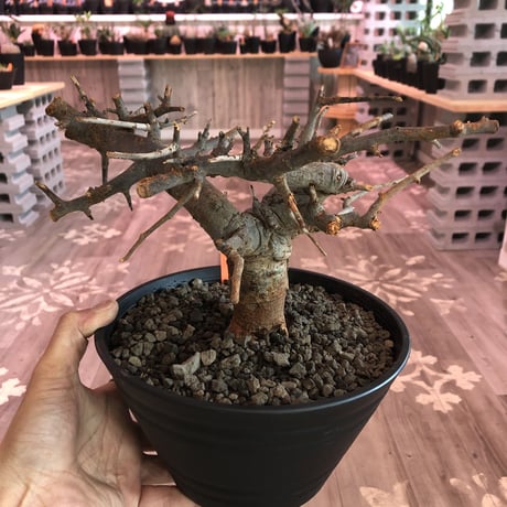 boswellia  neglecta《M size》発根済み株    浅鉢植え　大変渋さを主張したlow仕立て‼︎