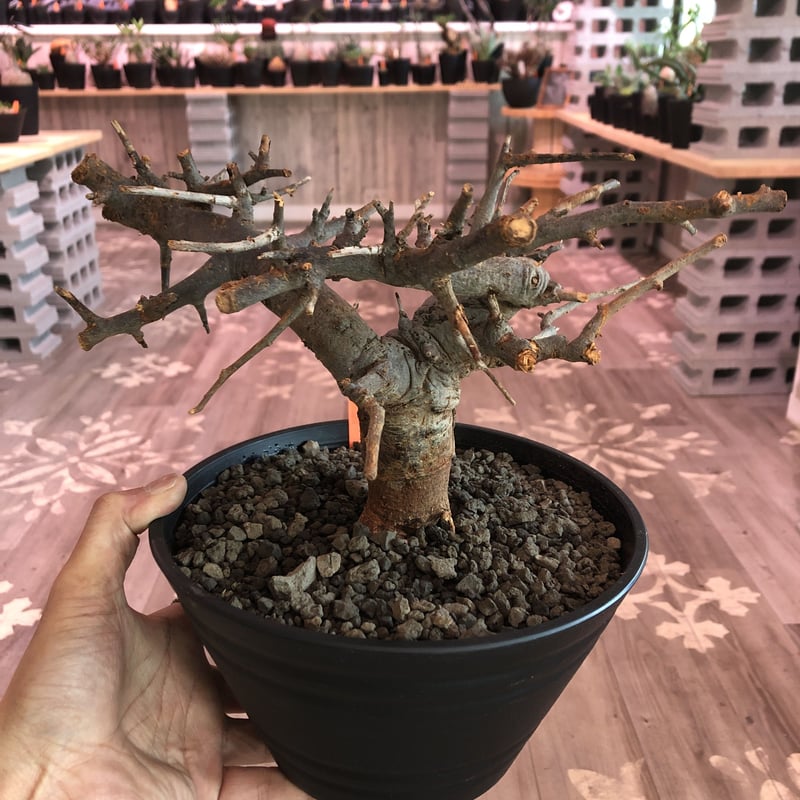 ボスウェリア ネグレクタ （大株）鉢付（細川政巳） ボスウェリア ネグレクタ （大株）鉢付（細川政巳）