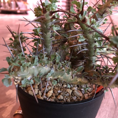 sarcocaulon   crassicaule《L  size》かなり強刺なwild美株‼︎  ※Instagram post株