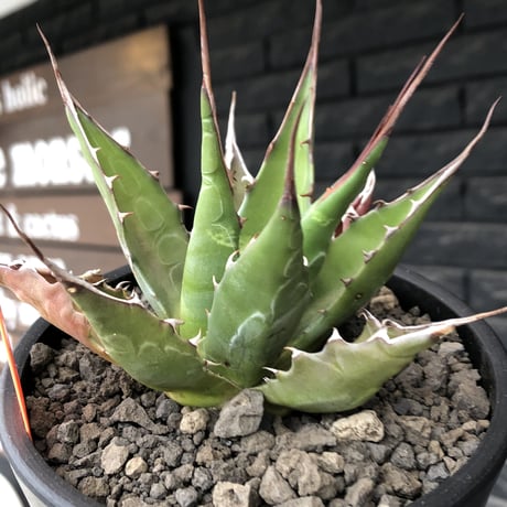 agave montana《M size》選抜株※現地球株発根済※纏まり締まり良きワイルド感満載で男前な出立ちが堪らない‼︎※mad black  pot植え