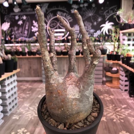 packypodium  gracilius《M  size》※現地球発根済株‼︎※大変枝振り&良き若干赤肌質な選抜株‼︎※mad black pot植え