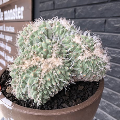 strombocactus 白棘菊水綴化群生《XL size》驚愕激希少‼️現地球発根後店主国内管理17年株※力強く美しい渾身のcollection株※brown marble bowl pot植え