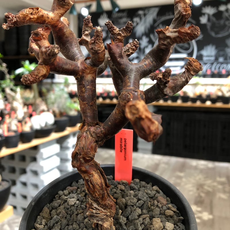 pelargonium mirabile《M size》※現地球株発根済※コンパクトに纏まっ