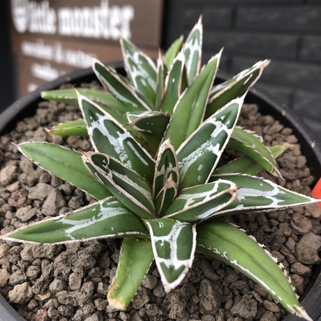 agave  笹の雪《小さめM size》W-he'd株※現地球発根後店主国内管理1年株※双子で美しいbalance良き一株※mad black bowl pot植え