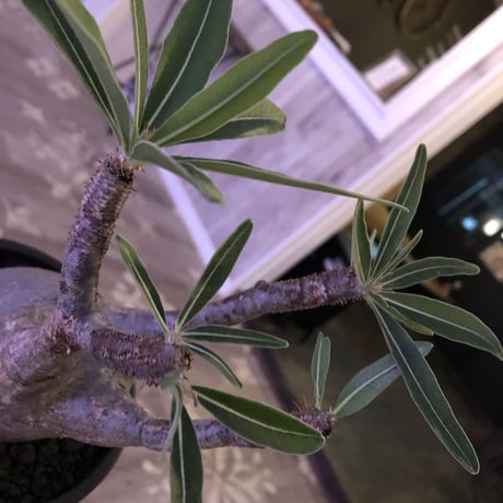 packypodium  gracilius《大きめ M size》※現地球株  発根済み株‼︎  （限定1株）ぼってり感と丁度良いサイズ感‼︎ ※mad black pot植え