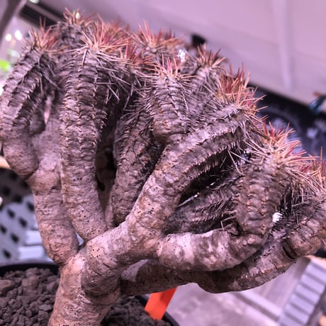 euphorbia    guillauminiana《L  size》※現地球発根済株※幹は太め枝数多きwildギラウミ‼︎balanceも良き美株‼︎※mad black pot植え