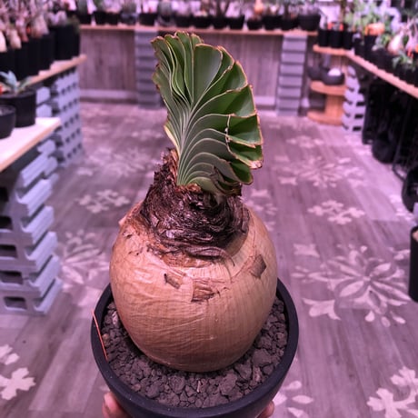 boophane   disticha  《 L size》※驚愕‼︎ヤバすぎるbig球体美肌株‼︎※mad black bowl pot植え