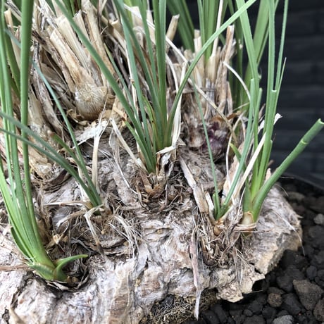 calibanus hookeri《L L size》※現地球発根後店主国内管理6年株※大変bigな良樹形且つ荒々しいwild肌質な男前フーケリー‼︎※mad black bowl pot植え