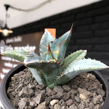 agave titanota blue《小さめM size》選抜株※現地球株発根済※今季の成長が楽しみな纏まり締まりも良き一株‼︎※mad black pot植え