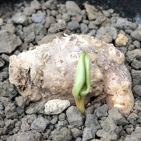 eriospermum cooperi《XL size》驚愕‼︎冬型激希少年代物大株※現地球発根後店主国内管理8年株※大変bigな塊根＆極美しい大きな葉も魅力な一株※mad black pot植え