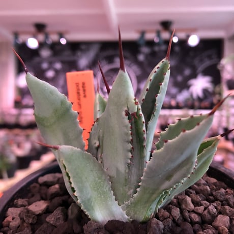 agave   cubic《大きめS  size》※発根済株※店主国内管理2年株※大変葉の締った極美株‼︎balanceも良き装い※mad black pot植え