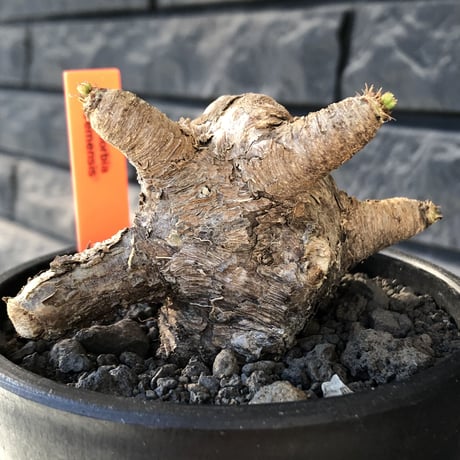 euphorbia  itremensis 《L size》※現地球発根後店主国内管理5年株※極太塊根を持ちweight低く大変将来有望な良樹形※mad black bowl pot植え