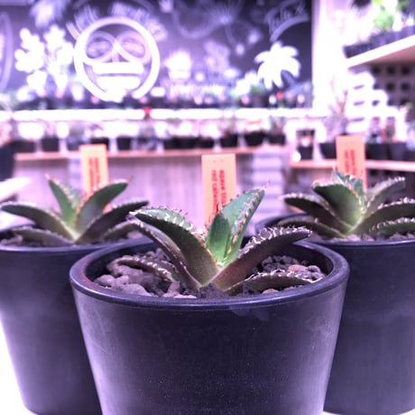 agave  titanota    red  catweezle《S size》※大人気の赤棘チタノタ‼︎ ※mad black pot植え（限定3株）