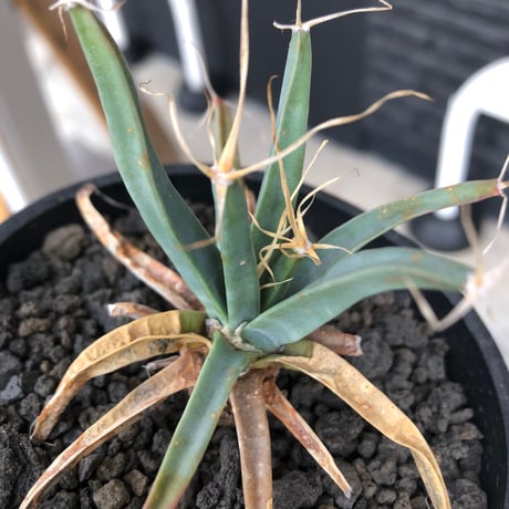 leuchtenbergia  principis 晃山《S size》※現地球株発根済※小振りながらも味深く強靭で育てやすい一属一種の有望株※black bowl pot植え