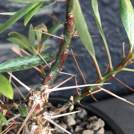 fouquieria  purpusii《小さめM size》希少種※現地球発根済株※株元の成長に期待を持てるバランス良き美株‼︎特化した美しい柄が魅力‼︎※mad black pot植え