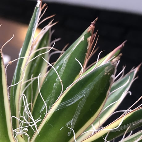 agave filifera ssp.schidigera班入り《大きめM size》※現地球発根後店主国内管理2年株※ボリューム感&美しさ&締まり良き一株※mad black bowl pot植え