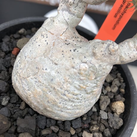 pachypodium gracilius《大きめS size》※希少‼︎白肌株※現地球発根後店主国内管理2年株※絶妙な捻くれ枝振り&美しい純白が堪らない※mad black bowl pot植え