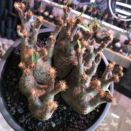 premium pachypodium gracilius 7he'd株※現地球発根済株※店主国内管理3年株※群生株と称しても過言でない程エグく‼︎渾身の一株※mad black bowl pot植え
