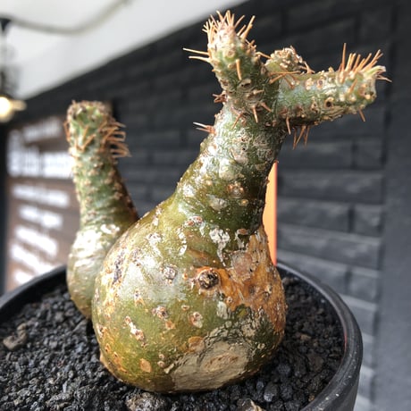 pachypodium gracilius《M size》希少‼︎極green肌&球体双頭株※現地球株発根済※ビンテージ感強き格好良さと可愛らしさの両面を持つ一株※black bowl pot植え