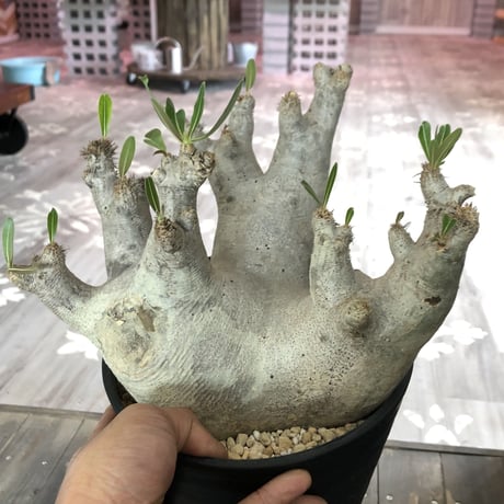 packypodium   inopinatum《L size》発根済み株